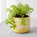 4.3-Inch Yellow Terracotta Planter – Hand-Painted White Leaf Motif Decorative Succulent Pot